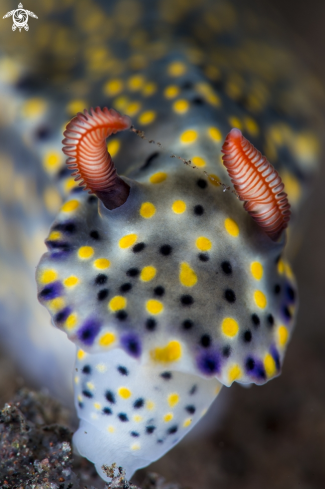 A Hypselodoris sp. | Hypselodoris sp.