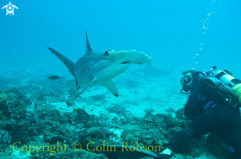 A Hammer Head Shark