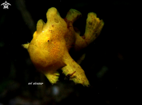 A baby frogfish