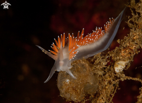 A Flabellina SP