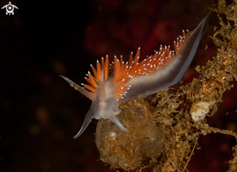 A Flabellina SP | Flabellina SP