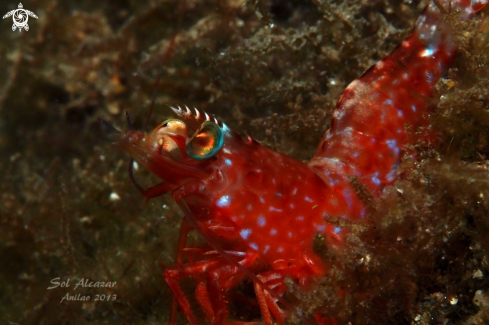 A underwater creature