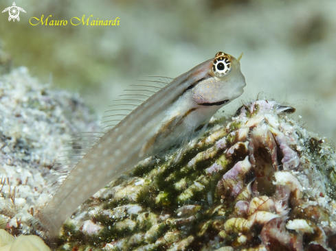 A Blenny