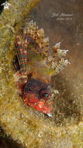 A underwater creature