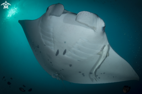 A Manta