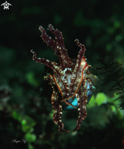 A cuttlefish