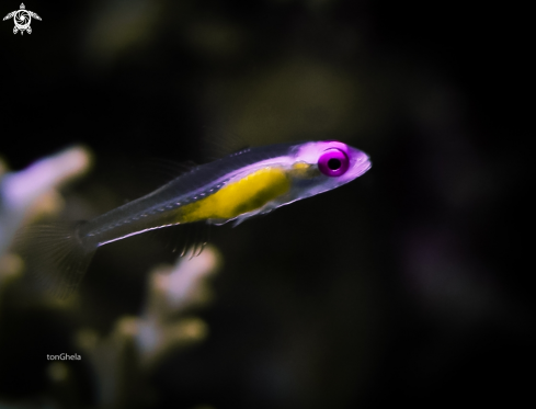 A Bryaninops natans | Pink eyed Goby