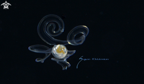 A Oxygyrus inflatus | Larval Snail