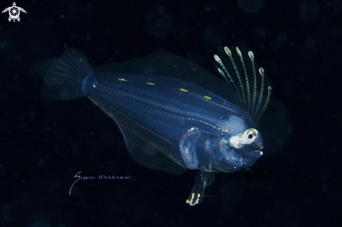 A Larval Dusky FLounder, Syacium papillosum  | Dusky Flounder larval stage