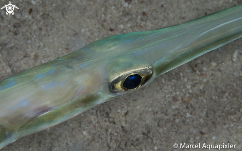 A Trumpetfish