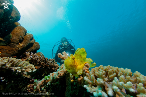 A Taenianotus triacanthus | Leaffish with Eliane