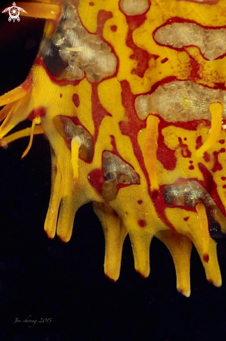A Solenostomus paradoxus  | Ghostpipefish eggs
