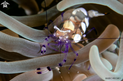 A Anemone cleaner shrimp