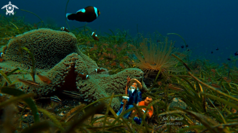 A underwater creature