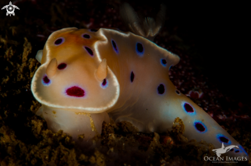 A Inkspot Nudibranch