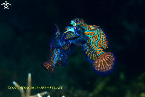 A Mandarin Fish