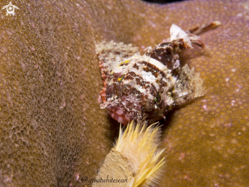 A Scorpion fish