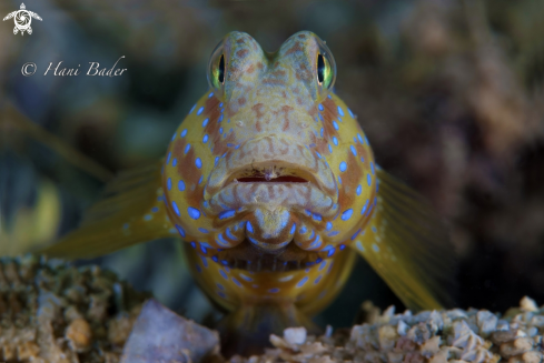 A goby