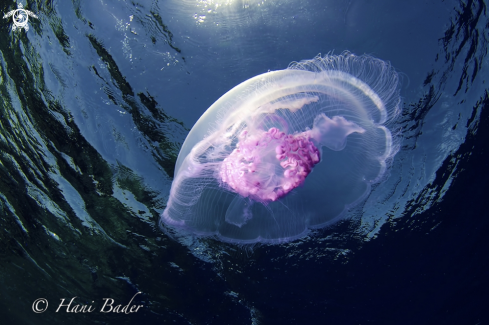 A jellyfish