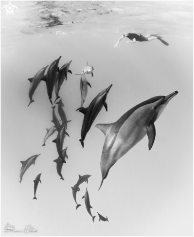 A Spinner Dolphins