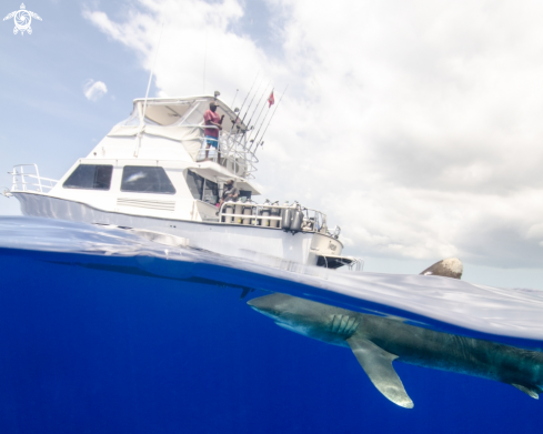 A Carcharhinus longimanus | Oceanic White Tip Shark