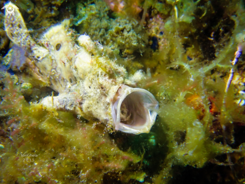 A Frog Fish