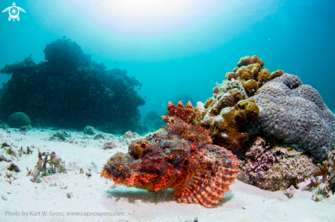 A Scorpaenopsis papuensis | Scorpionfish