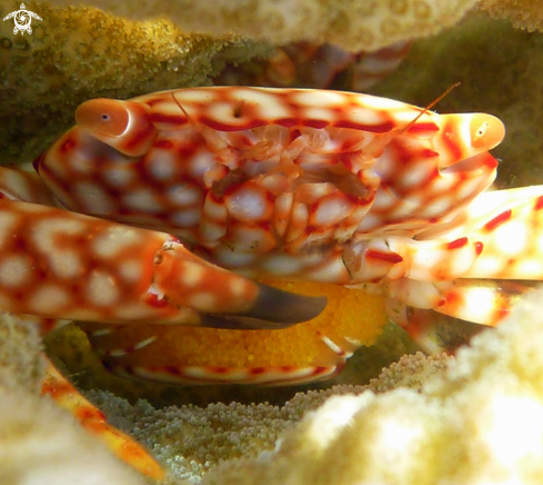 A Trapezia flavopunctata wiht Eggs