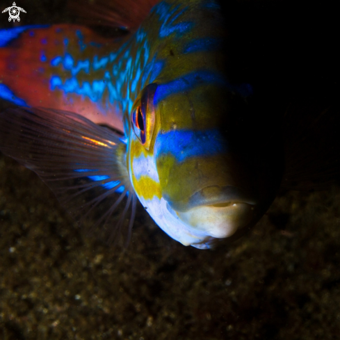 A Cuckoo wrasse