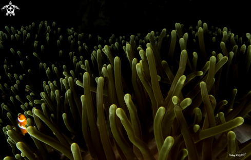 A anemone