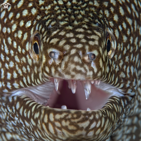 A murena leopardo , Whitemouth moray,