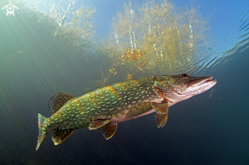A Esox lucius | Pike fish
