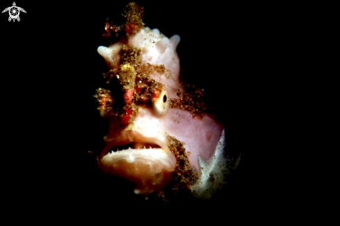 A Warty frogfish