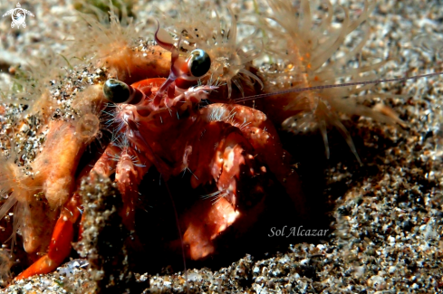 A underwater creature