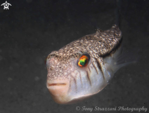 A Torquigener pleurogramma | Weeping Toadfish