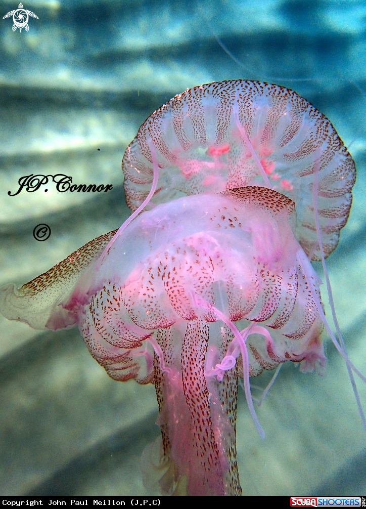 A méduse pélagique