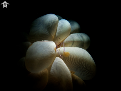 A Bubble Coral Shrimp