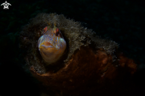 A Blenny