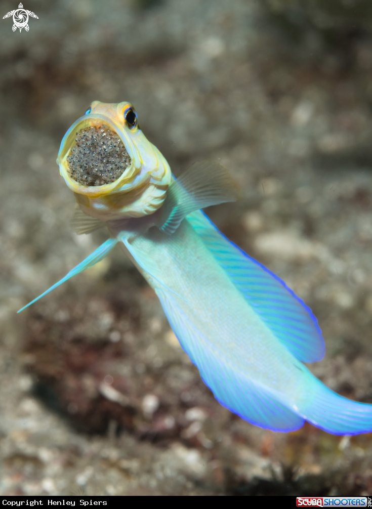 A Yellowed Jawfish - male mouth brooding