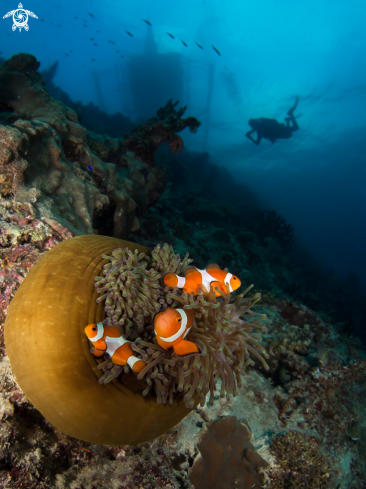 A Amphiprion ocellaris | False Clown Anemonefish