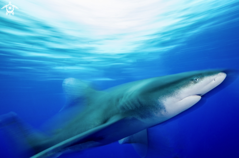 A Oceanic White Tip Shark