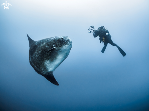 A Southern Ocean Sunfish