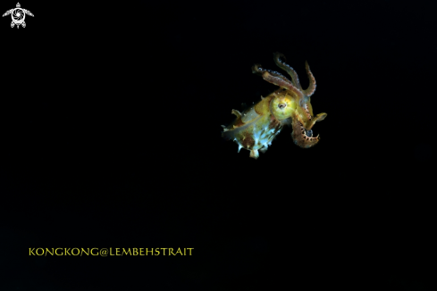 A Pygme Cuttlefish