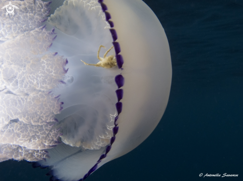 A rhizostoma pulmo