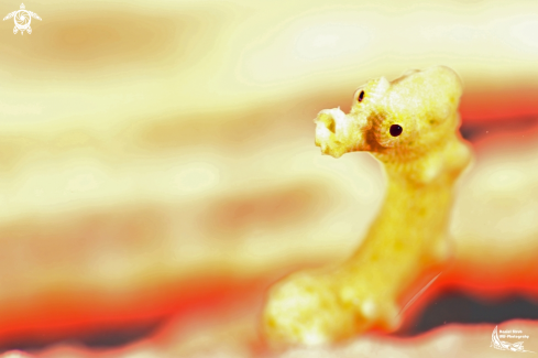 A Denise's pygmee seahorse