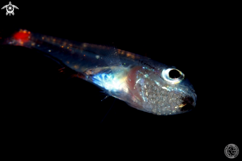 A unid. cardinalfish