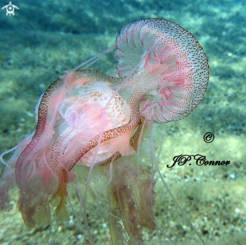 A Pelagia noctiluca | méduse pélagique