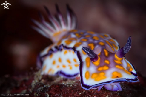 A CHROMODORIDIDAE BEAUTIFUL RISBECIA 