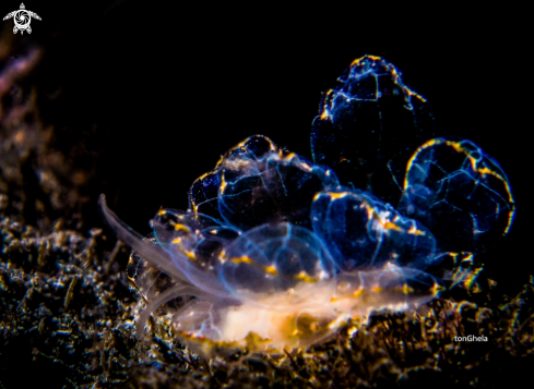 A Nudibranch