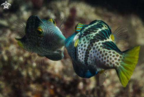 A Juvenile Trigger fish 